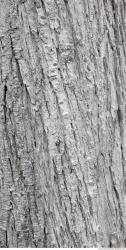 Photo Textures of Tree Bark